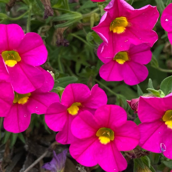 Meet your Posher, Hayley - Picture 1 of 1